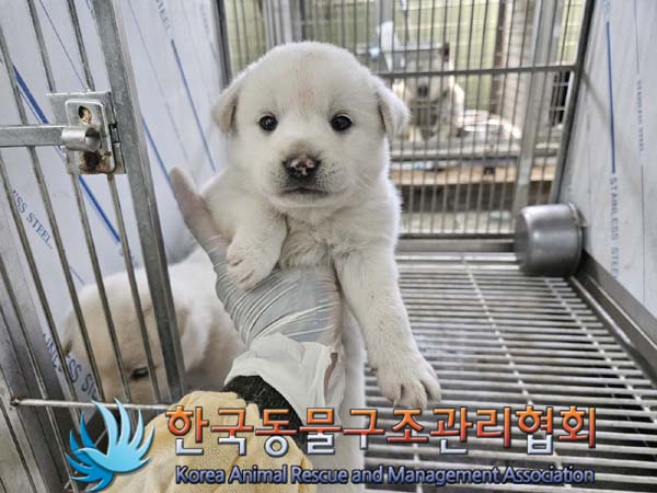 보호중 믹스견의 가…
